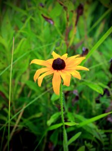 Black-Eyed Susan