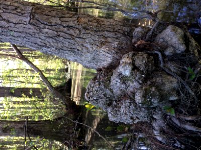 plant root knobs Robertson Millpond