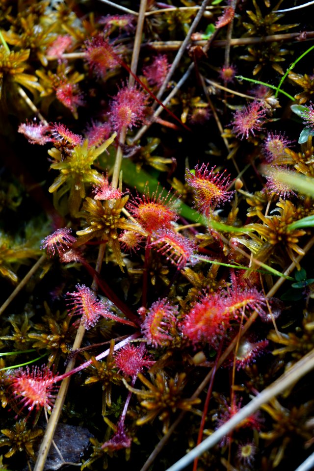 plants Sphagnum sundew mountain bog ncwetlands KG (5)