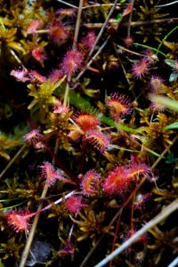 plants Sphagnum sundew mountain bog ncwetlands KG (5)