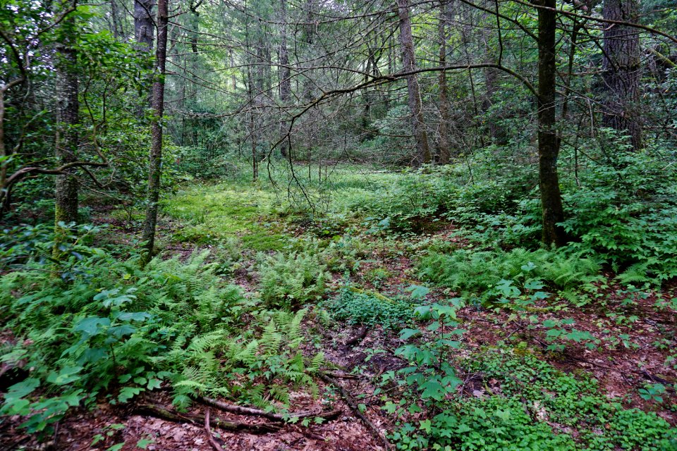 scene wetland Pink Beds Pisgah NF ncwetlands KG (5)