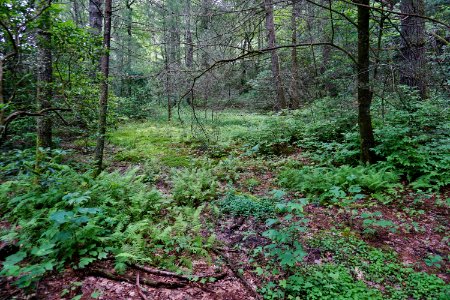 scene wetland Pink Beds Pisgah NF ncwetlands KG (5)