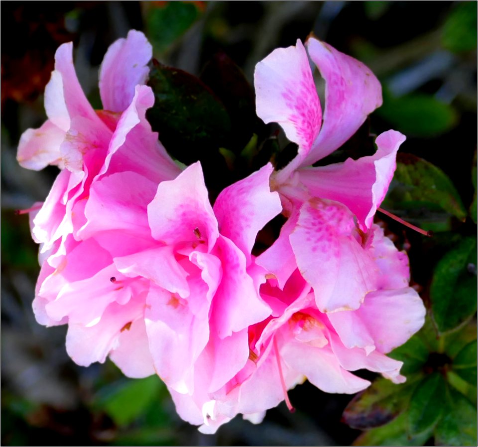 azalea -- Rhododendron