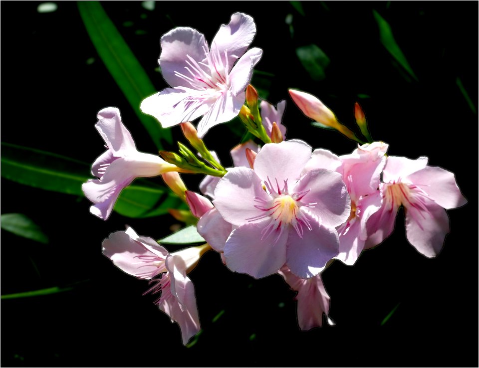 Nerium oleander