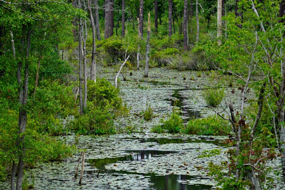 scene stream wetland Sandhills Game Lands ncwetlands KG (6)