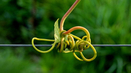 Tendril of Solaris grapes growing in Chateaux Luna vineyard photo