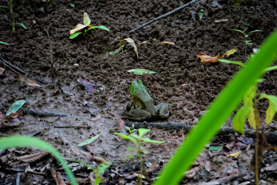 amphibian bullfrog sandy creek park ncwetlands KG (1)