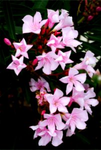 Nerium Oleander