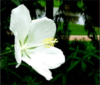 White Texas Star or White Rose Mallow -- hibiscus coccineus 'Alba' photo