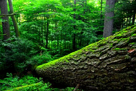 Jakey Hollow Natural Area (Summer Revisit) (2)