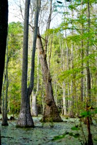 scene s parcel Lower Fishing Creek Gmlnd ncwetlands KG (1)