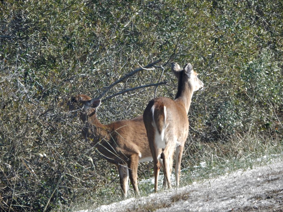 mammal white tailed deer Mattamuskeet NWR KG (1)