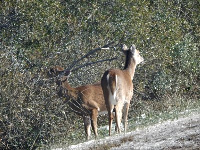 mammal white tailed deer Mattamuskeet NWR KG (1)