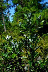 plant Magnolia virginiana Angola Bay Game Land ncwetlands KG