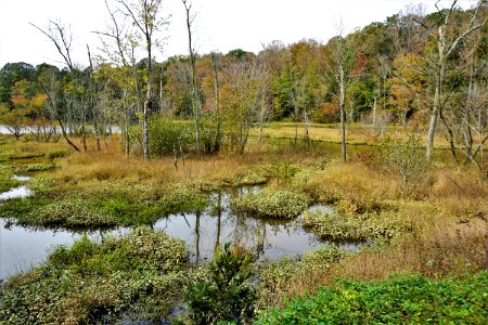 scene Salem Lake ncwetlands KG (8)