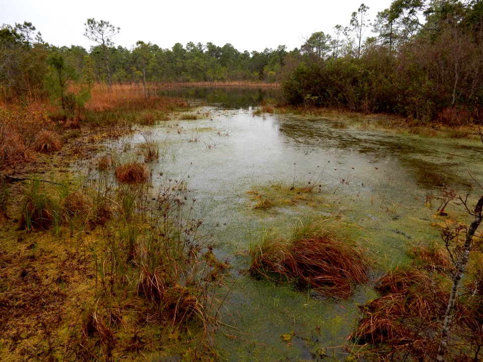 scene boiling spring lakes preserve ncwetlands KG (1)
