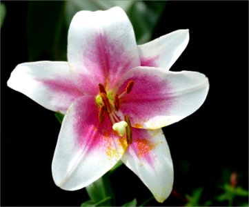 Triumphator -- Lilium LxO hybrid