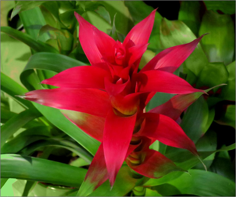 Bromeliad