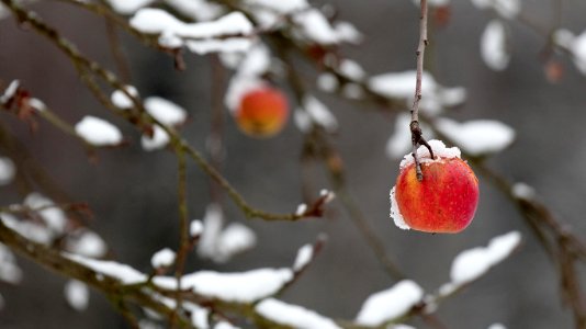 AppleDayGermany ROW2940384394 1366x768