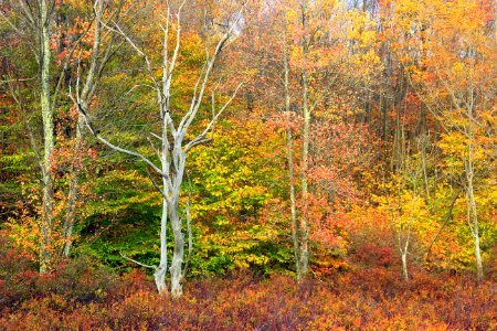 Foliage (6)