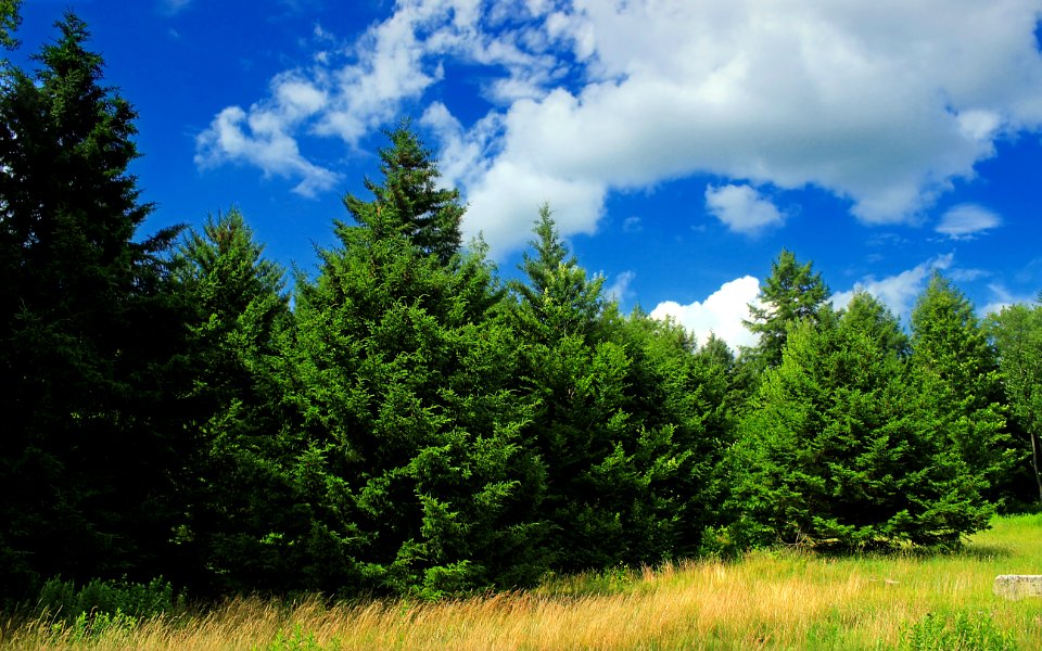 State Game Land 312 (Klondike Ponds Tract) (19)