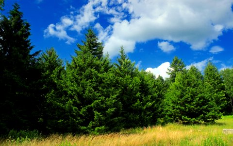 State Game Land 312 (Klondike Ponds Tract) (19)