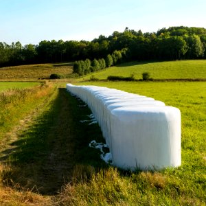 White silage bales in Brastad 2
