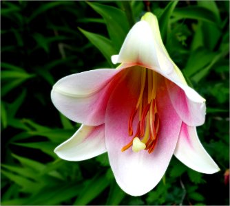 Pink Heaven -- Lilium longiflorum photo