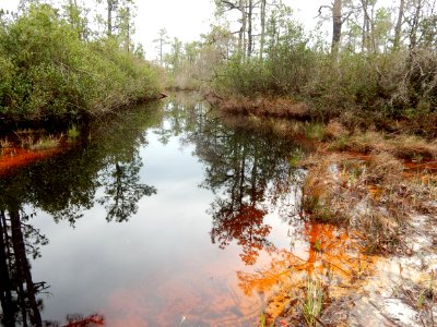 scene boiling spring lakes preserve ncwetlands KG (11)