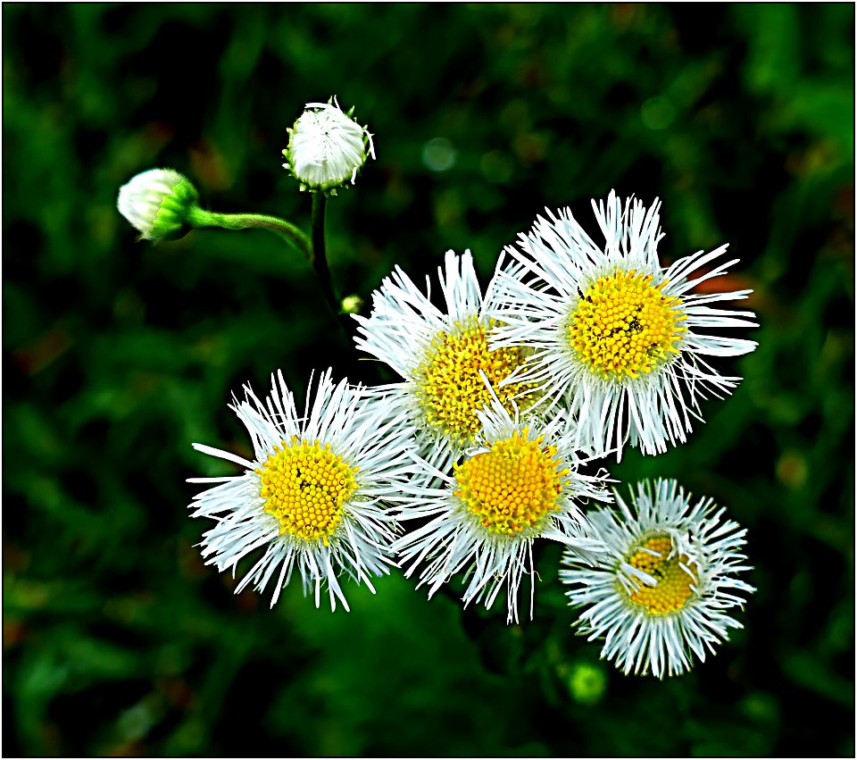 Daisy Fleabane -- Erigeron annuus
