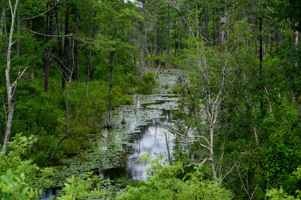 scene stream wetland Sandhills Game Lands ncwetlands KG (1)
