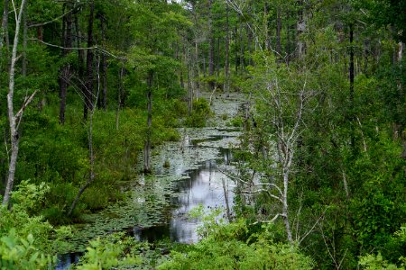 scene stream wetland Sandhills Game Lands ncwetlands KG (1)
