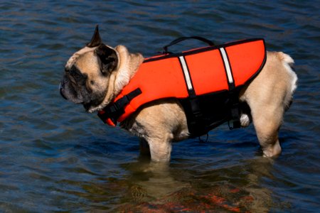 French bulldog in life jacket