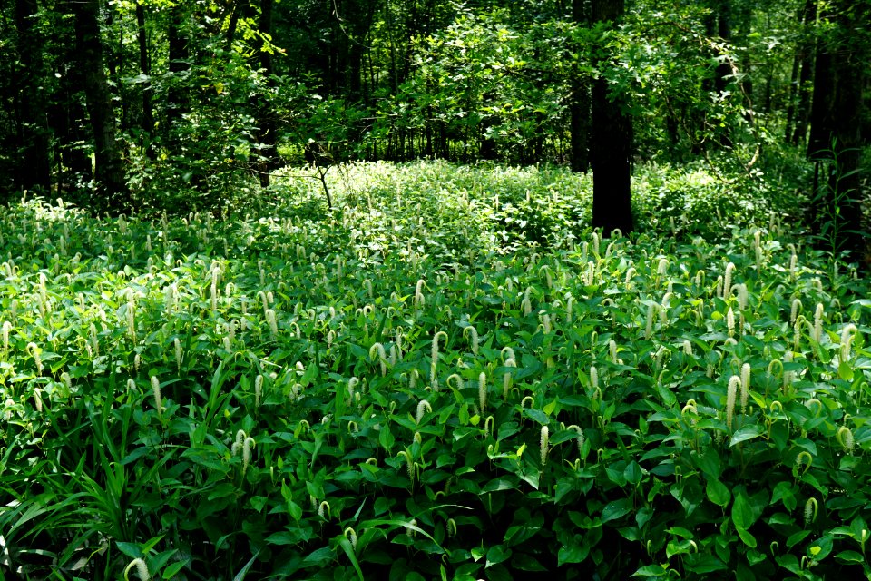 scene Howell Woods KG (74)