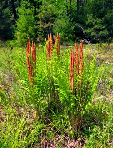 Cranberry Swamp Natural Area (10) photo