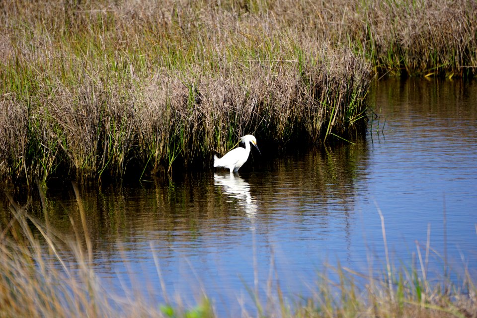 bird snowy egret fort fisher state recreation area ncwetlands KG (2)