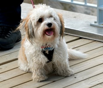 Dog at Nørre Vorupør Strand