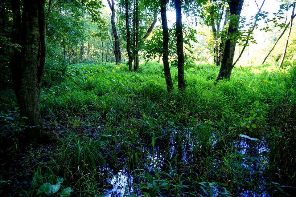 scene wetland Nat Greene Trail ncwetlands KG (5)