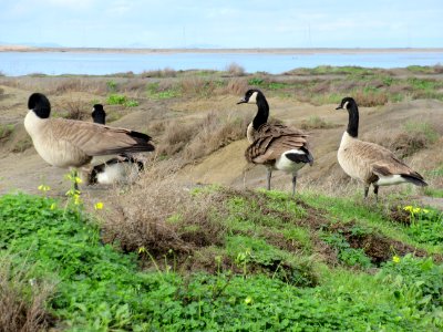 Canada Goose @ Alviso Slough