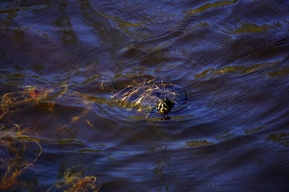 reptile turtles abbey nat preserve ncwetlands KG (3)