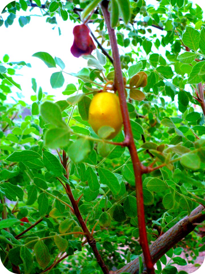 Temporada de ciruelas
