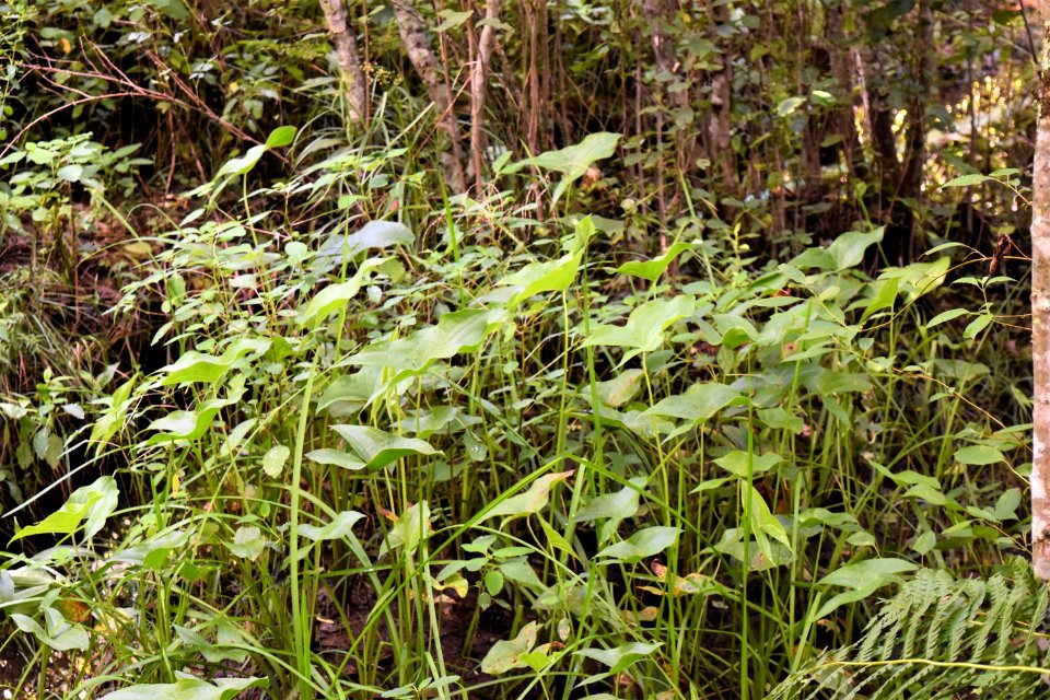 plant Kanuga Bog ncwetlands AM (9)