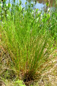 plant juncus apex nature pk ncwetlands AM (5)