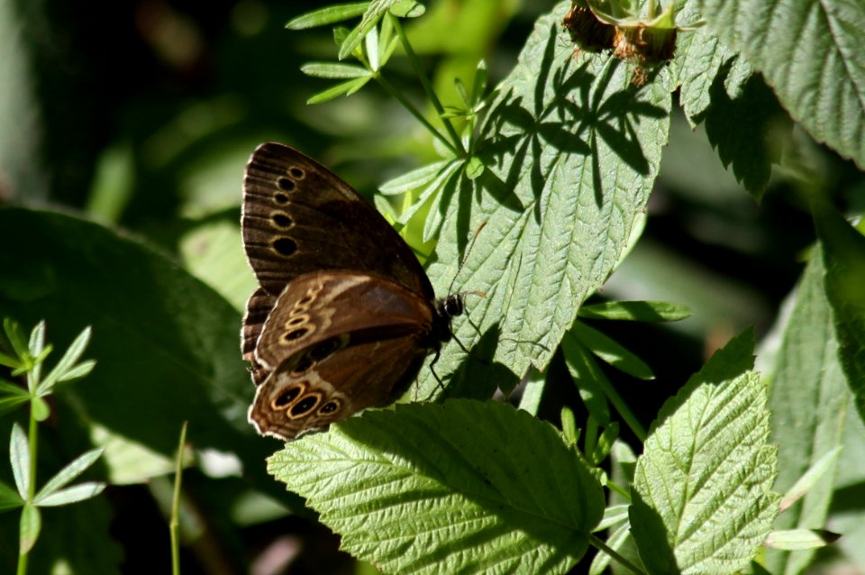 The Woodland Brown, Lopinga achine