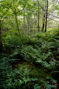 scene Delany Bog ncwetlands KG (16)