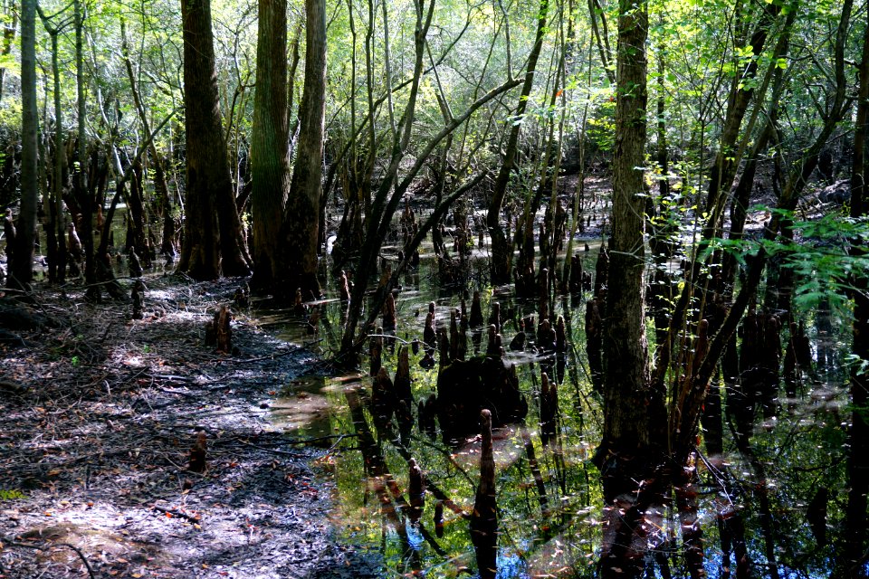 scene cypress backwater swamp Holly Shelter Game Land ncwetlands KG (1)