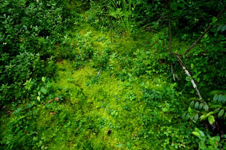 plant sphagnum moss Delany Bog ncwetlands KG