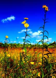 Willowleaf Sunflowers (1) photo