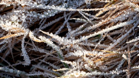 Dry grass with frost 1 photo