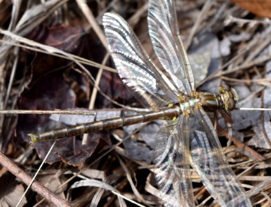 invertebrate dragonfly Phil Carroll NP ncwetlands AM